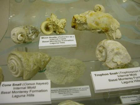 Reef Gastropods